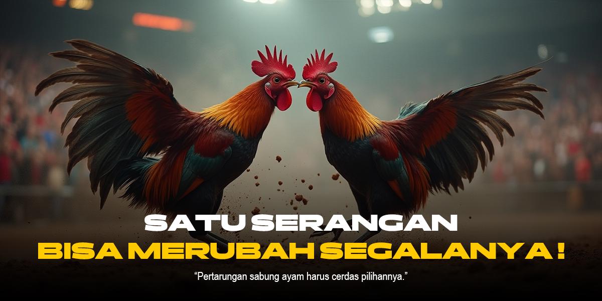 Mengenal Jenis-jenis Ayam Aduan di Sabung Ayam SV388